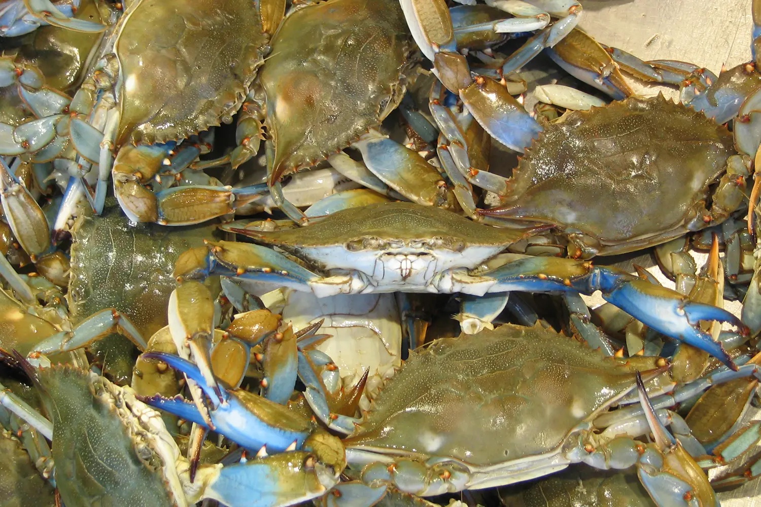 Crabs/நண்டு