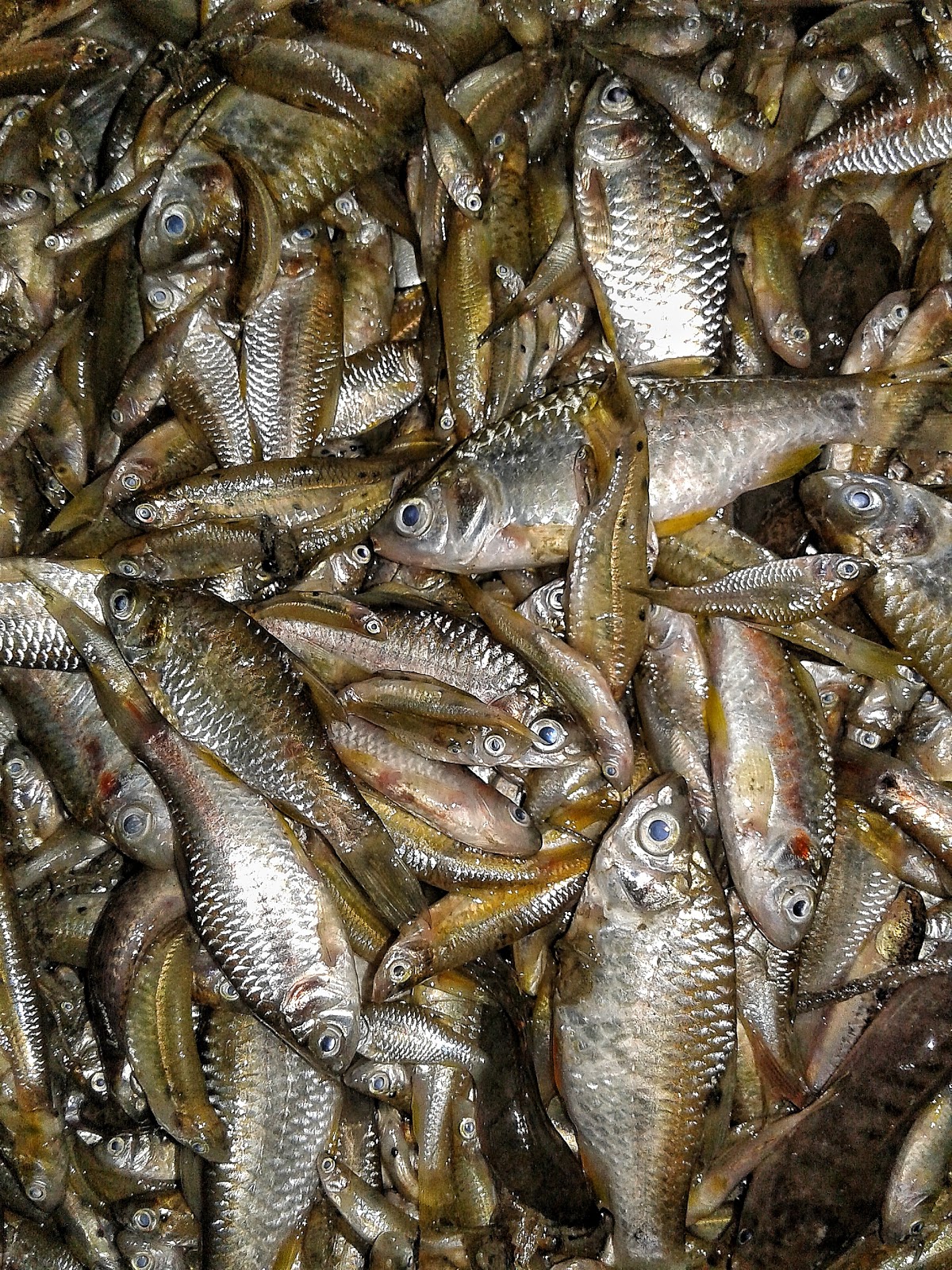 Fish / மீன்