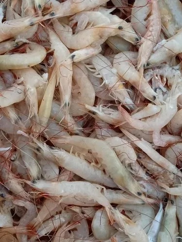 சிறிய இறால்கள்/Small Prawns