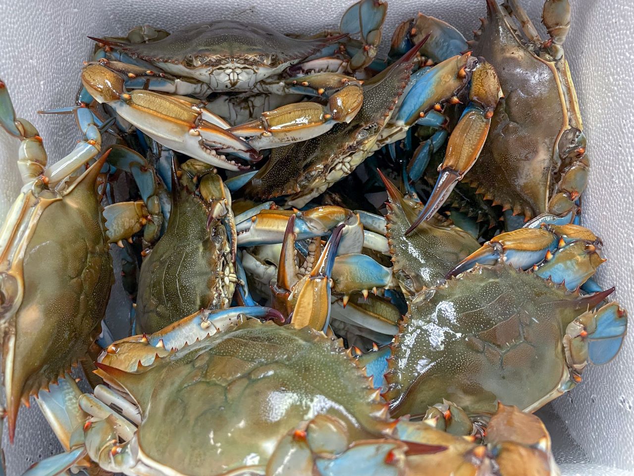 நண்டு/Crabs Medium