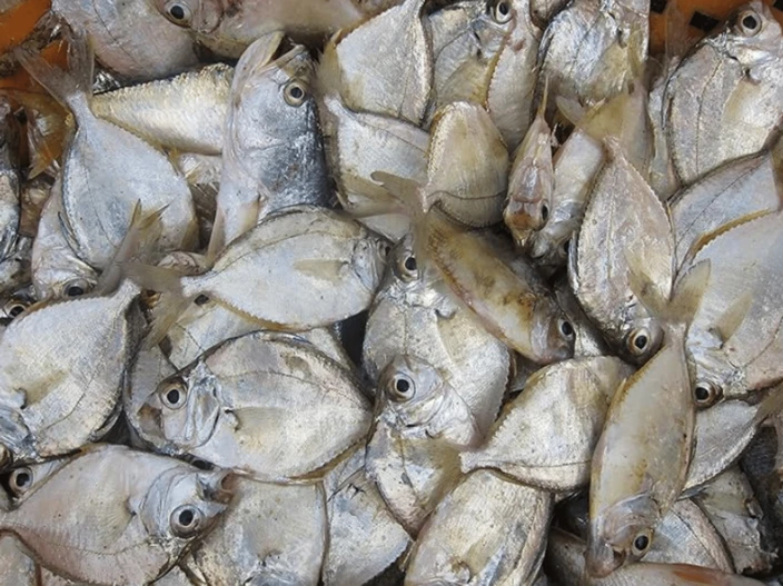 கரப்போடி மீன் - karapodi fish