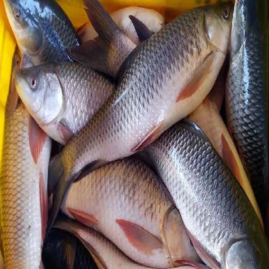 கண்ணாடி கெண்⁮டை