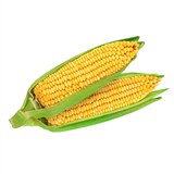 Sweet Corn