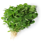 Methi keerai (Fenugreek)