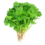 Coriander Leaves